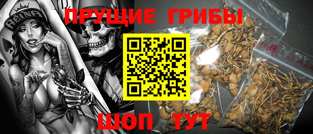 Галлюциногенные грибы Cubensis Сибай